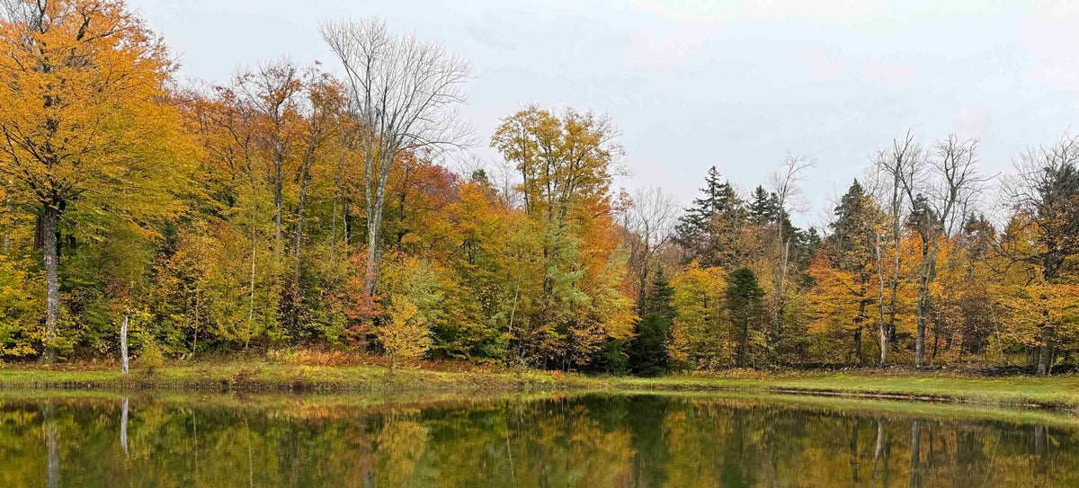 Pond in southern Vermont in the fall