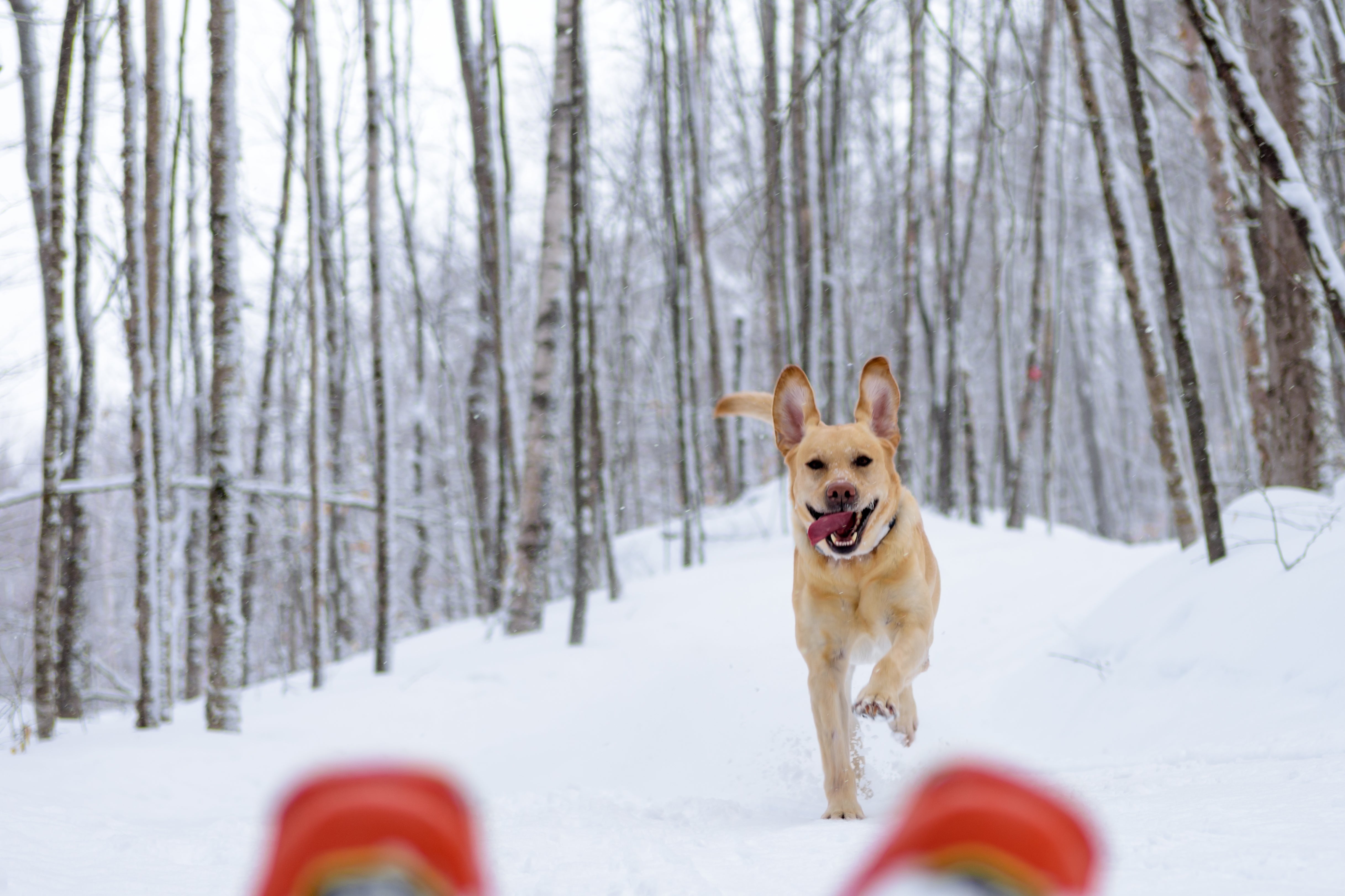 Ski With Your Dog in the Backcountry 2024/2025